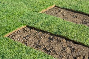 9 Cheap Ways To Cover Dirt In Backyard - The Backyard Pros