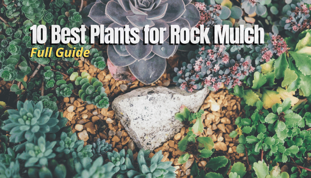 10 Best Plants for Rock Mulch (Full Guide) The Backyard Pros