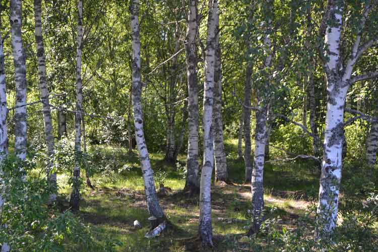 Birch Tree forest