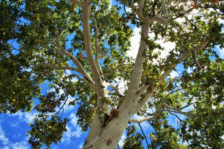 Cottonwood Tree