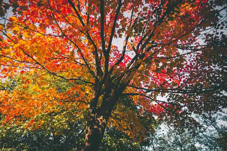 maple tree in autumn