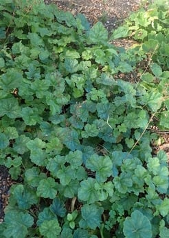 10 Native Ground Covers for Shade Areas - The Backyard Pros