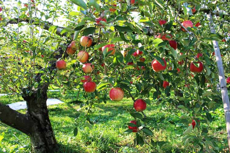 fruit bearing apple tree