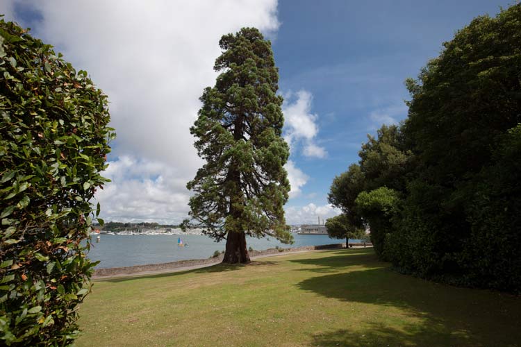 tall cedar tree