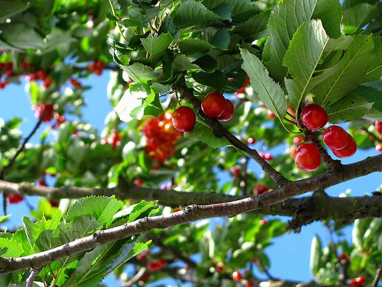 Cherry Tree with fruit