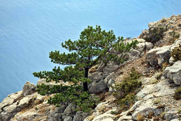 Pine Trees on a rocky terrain