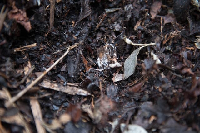 winter mulch