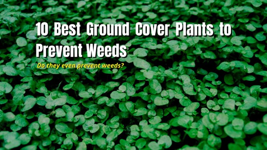 10 Best Ground Cover Plants to Prevent Weeds - The Backyard Pros