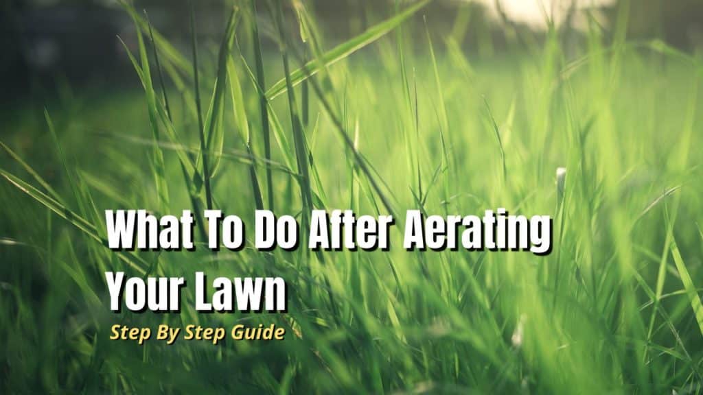 What to do After Aerating Your Lawn? The Backyard Pros