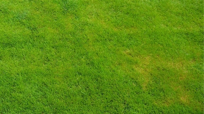 iron deficient lawn