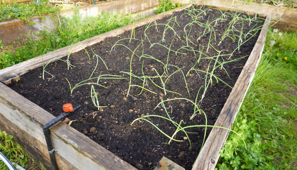 6 Best NonToxic Wood Treatments for Raised Garden Beds The Backyard Pros