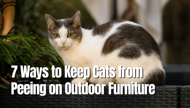 How to Keep Cats from Peeing on Outdoor Furniture? (7 Ways) - The