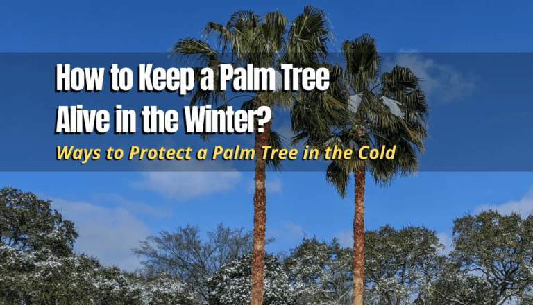 How to Keep a Palm Tree Alive in the Winter? - The Backyard Pros