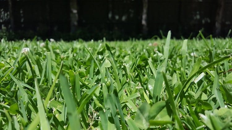 St. Augustine Grass