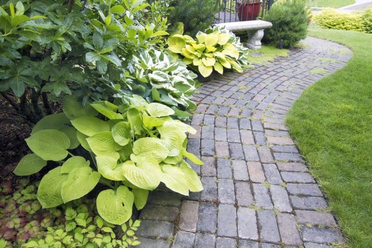 Will Grass Grow Through Sand? (All You Need to Know) - The Backyard Pros