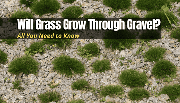 Will Grass Grow Through Gravel? (All You Need to Know) - The Backyard Pros