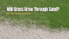 Will Grass Grow Through Sand? (All You Need to Know) - The Backyard Pros