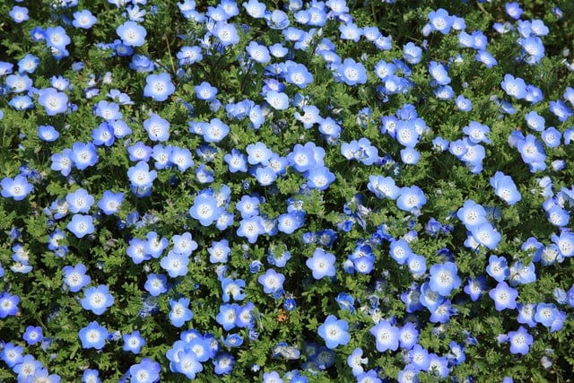 ground covers for your yard