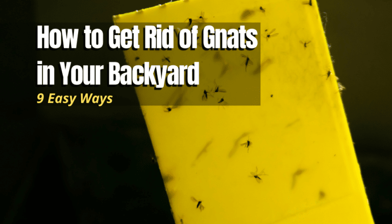 9 Easy Ways to Get Rid of Gnats in Your Backyard - The Backyard Pros