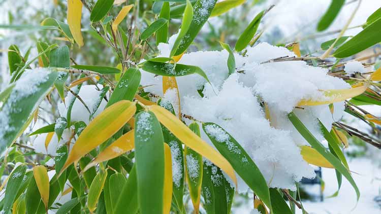 Will Bamboo Survive in the Winter?