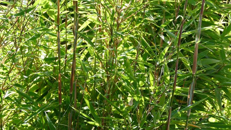 Chinese dwarf bamboo plant