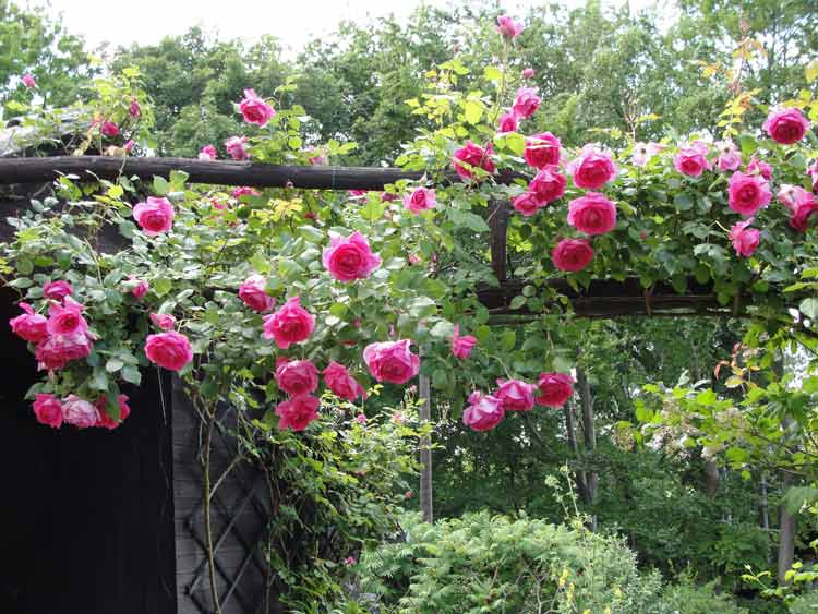 How Long Can a Climbing Roses Go Without Water