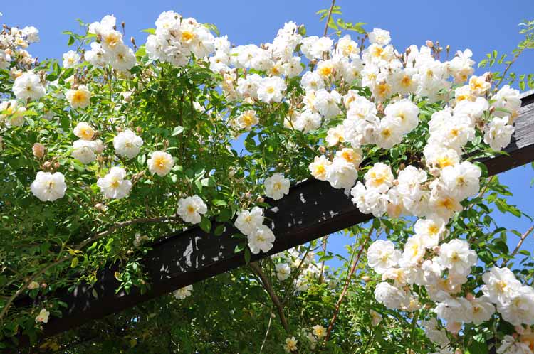 Having healthy and beautiful white roses