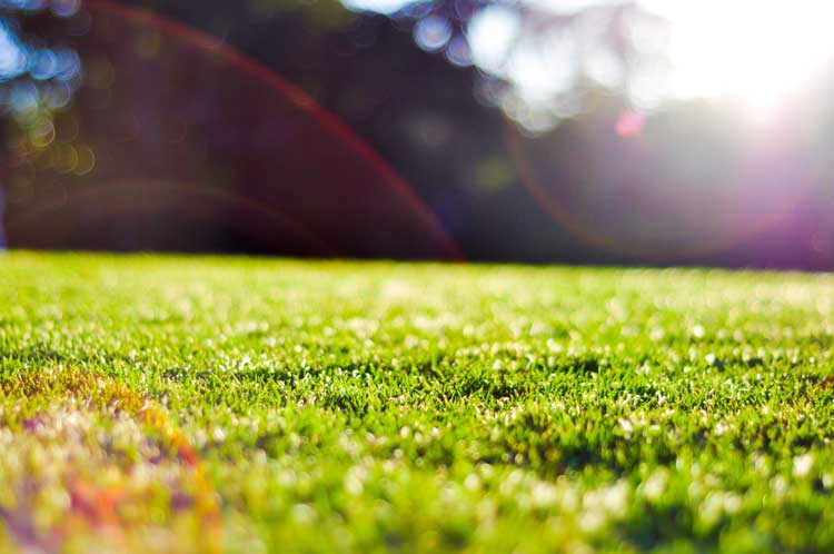 How Much Sunlight Does Your Yard Need