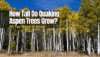 How Tall Do Quaking Aspen Trees Grow? - The Backyard Pros