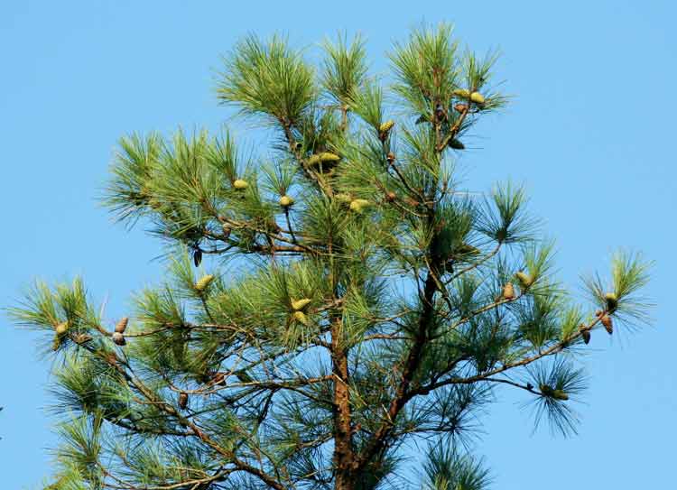 How to Make Your Loblolly Pines Grow Taller