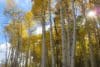 How Tall Do Quaking Aspen Trees Grow? - The Backyard Pros