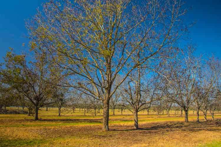 How Tall Do Pecan Trees Grow? The Backyard Pros