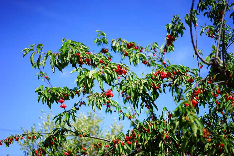 How to Make Your Cherry Trees Grow Taller