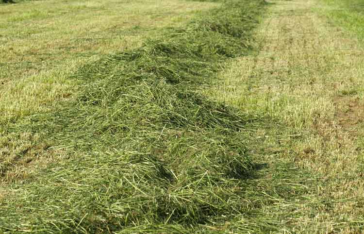 How to Dry Grass Clippings? (All You Need to Know) - The Backyard Pros