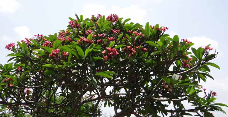 How Tall Do Plumeria Trees Grow? - The Backyard Pros