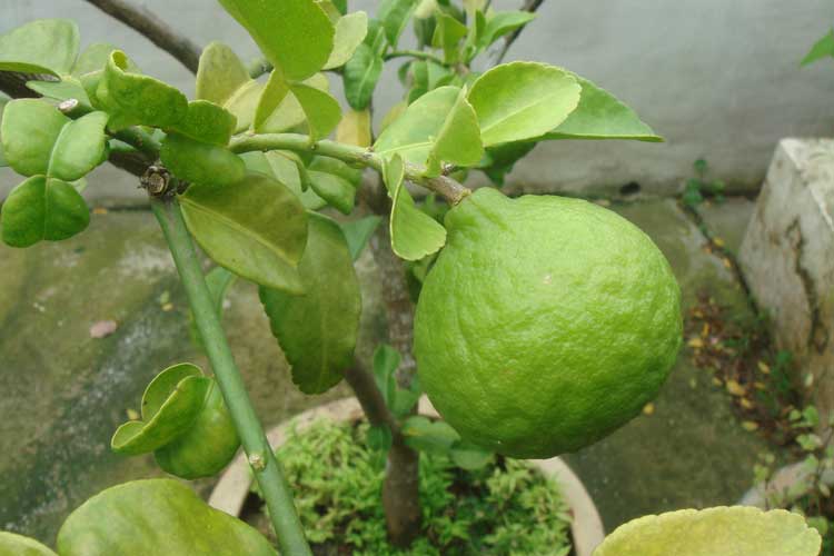 How to Make Your Lime Trees Grow Taller