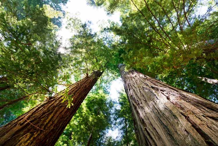 What’s the Average Height of a Redwood Trees