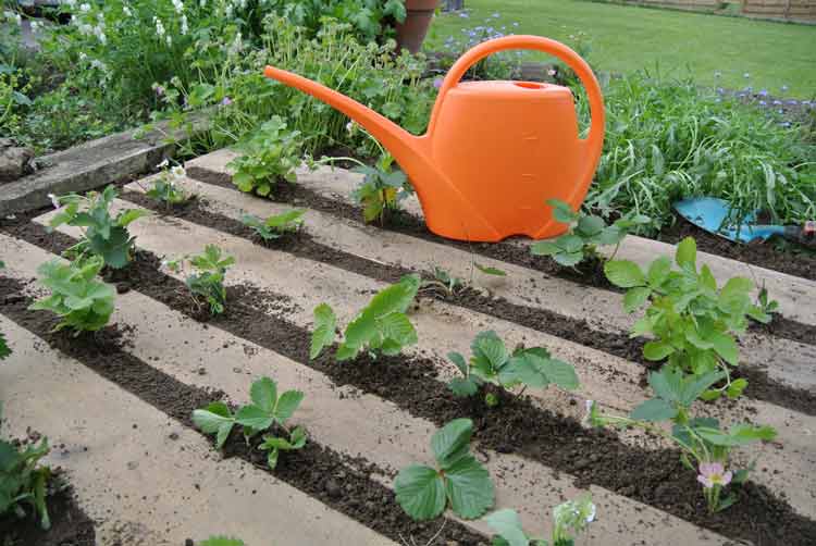 How Do You Know When Your Strawberries are Sufficiently Watered