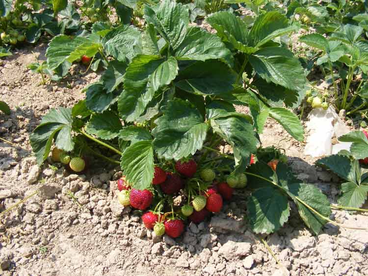 How Long Can Strawberries Go Without Water