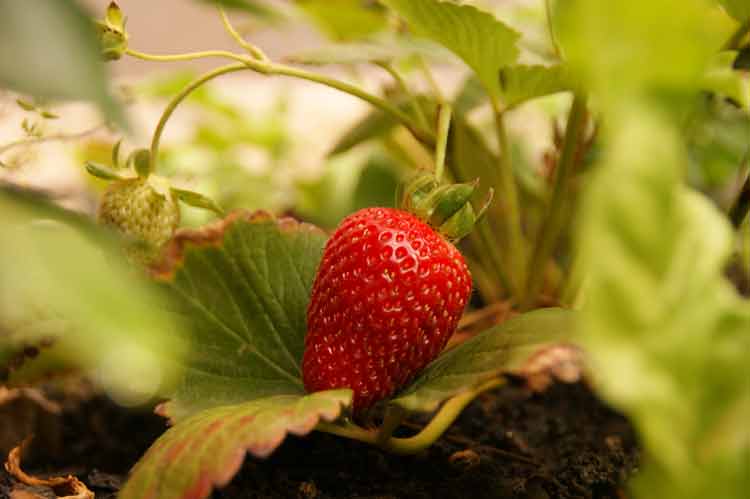 Why Are my Strawberries Turning Brown/Yellow