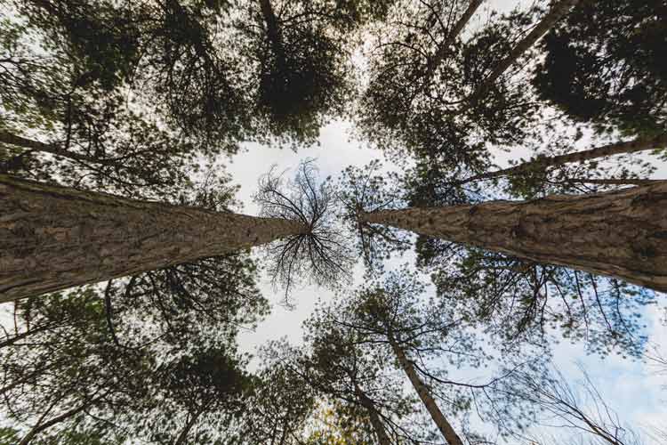 What’s the Average Height of a Loblolly Pine