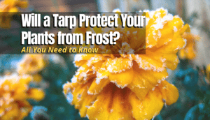 Will a Tarp Protect Your Plants from Frost? - The Backyard Pros