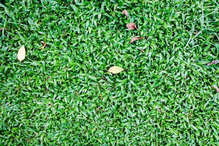 What Is Carpet Grass