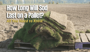 Breathtaking How Long Can Sod Sit On A Pallet Image for Your Screen Breathtaking How Long Can Sod Sit On A Pallet Image for Your Screen