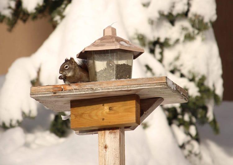 Provide Alternative Feeding Sources Nearby