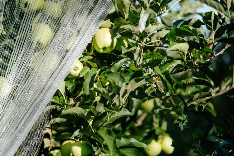 green apple tree with netting