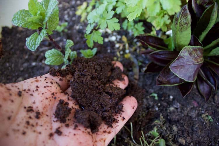 adding used coffee into the soil