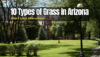 10 Types of Grass in Arizona (With 3 Lawn Alternatives) - The Backyard Pros