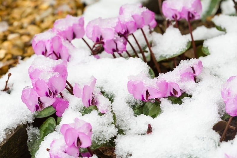 Snow covered cyclamen coum or eastern sowbread plants 