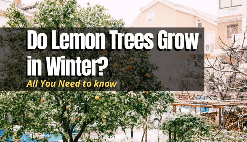 Do Lemon Trees Grow In Winter The Backyard Pros